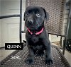 adoptable Dog in  named QUINN