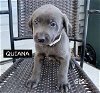 adoptable Dog in  named QUIANA