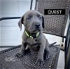 adoptable Dog in  named QUEST