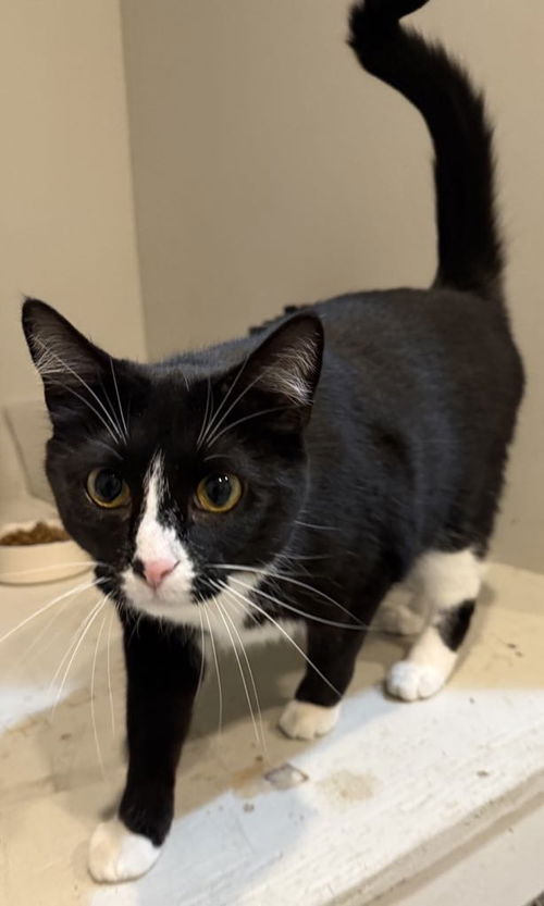CAT-Stella