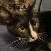 CAT-Stella