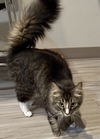 Cat-Paisley