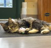 Cat-Paisley