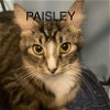adoptable Cat in  named Cat-Paisley