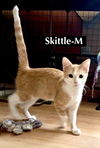 Cat-V1M-Skittle