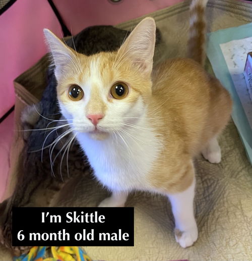 picture of the cat needing adoption