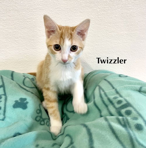 Cat-V2M-Twizzler