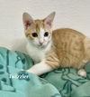 Cat-V2M-Twizzler