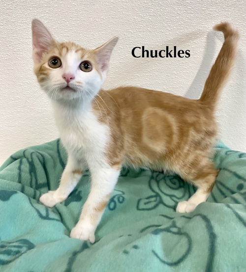 Cat-V3M-Chuckles