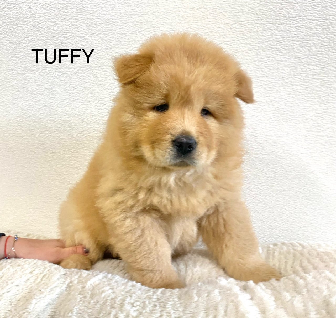 adoptable Dog in South Elgin, IL named TUFFY
