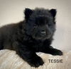 TESSIE