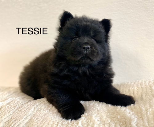 TESSIE