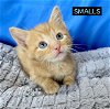 CAT-SMALLS