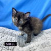 CAT-Shell