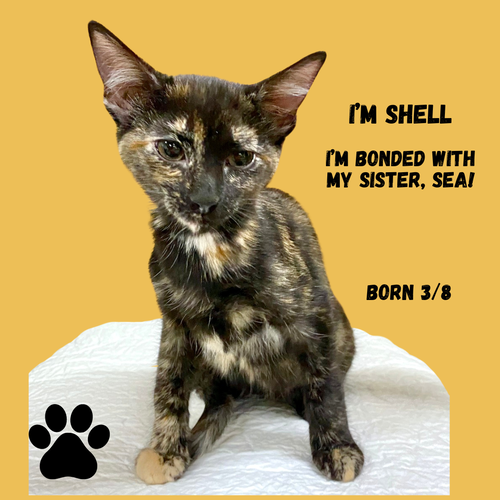 CAT-Shell