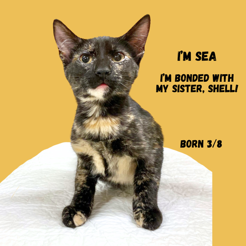 CAT-Sea