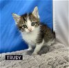 adoptable Cat in  named CAT-TRUDY