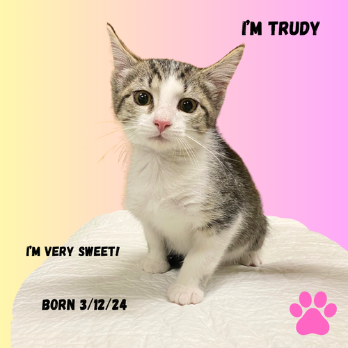 CAT-TRUDY