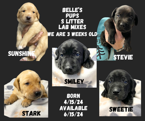 THE S LITTER-BELLE'S PUPS