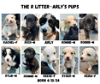 The R litter- Arly's puppies