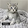 CAT-Willie