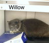 CAT-Willow