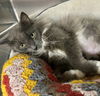 CAT-Willow