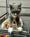 CAT-Willow