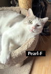 CAT-Pearl