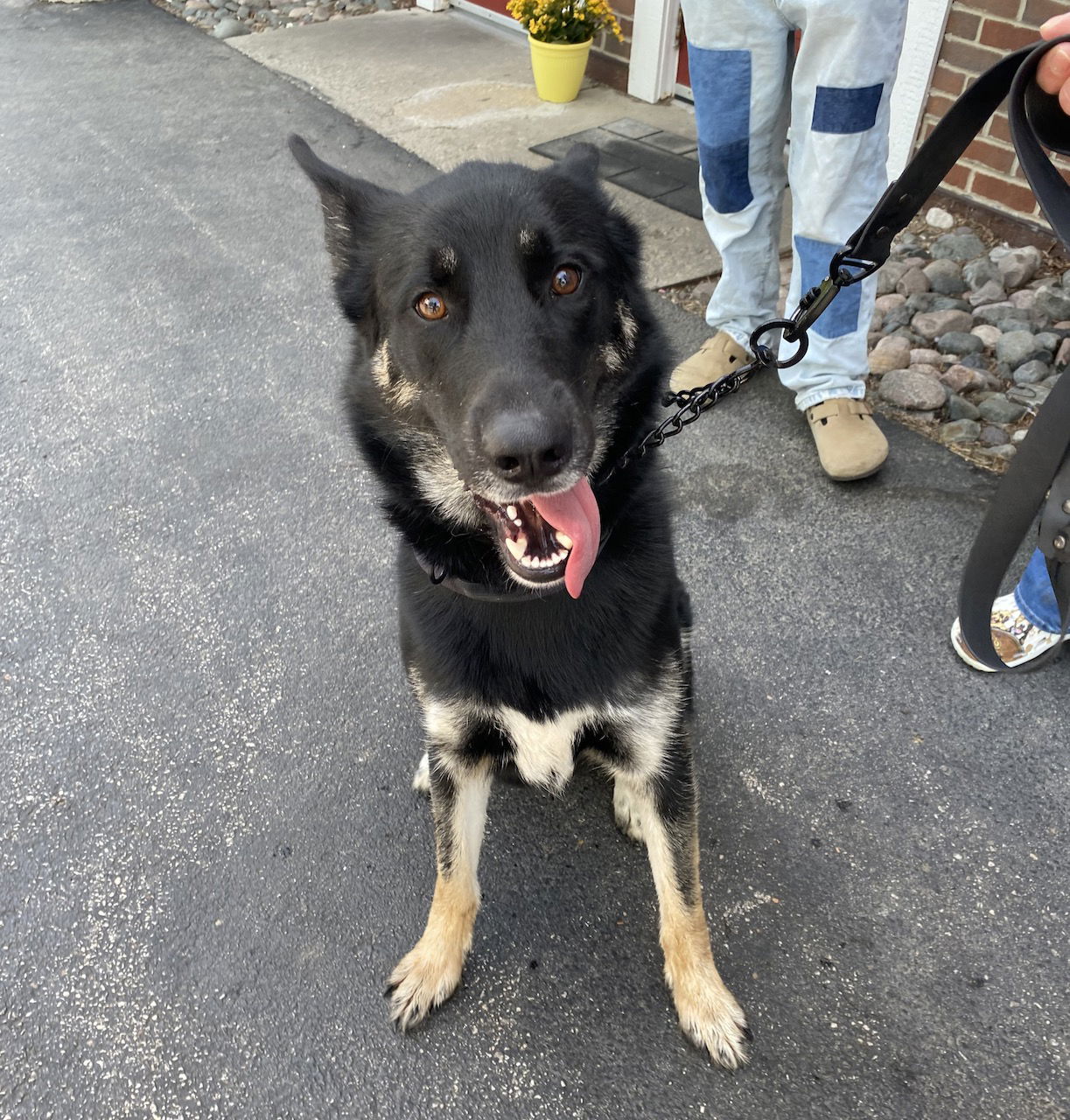 Dog for Adoption - LEO, a German Shepherd Dog in Kenosha County, WI ...