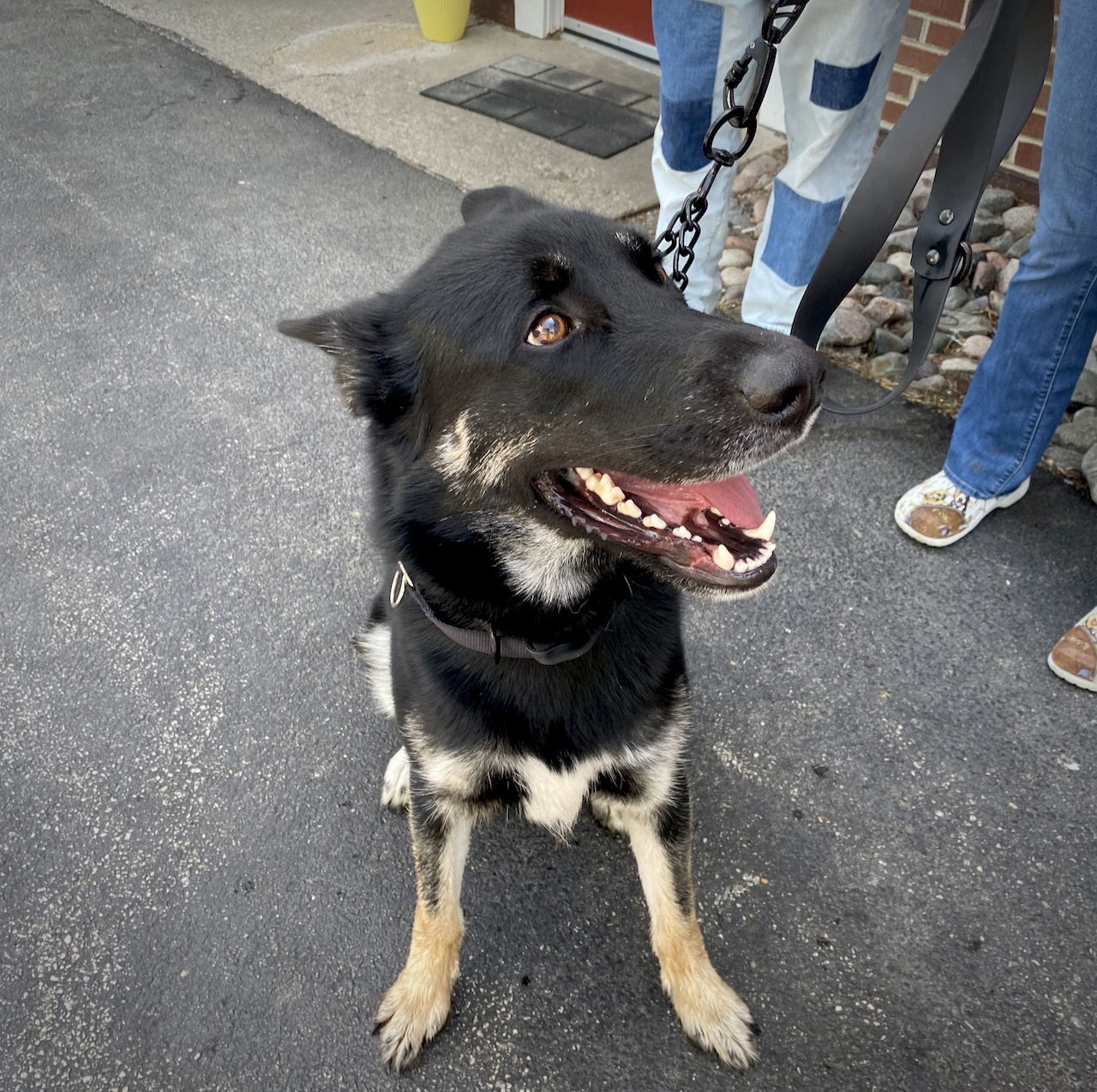 Dog for Adoption - LEO, a German Shepherd Dog in Kenosha County, WI ...