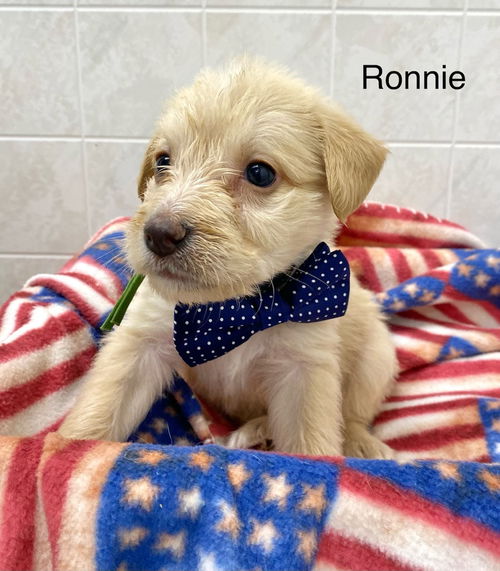 Ronnie