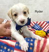 Ryder