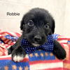 Robbie