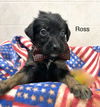 Ross