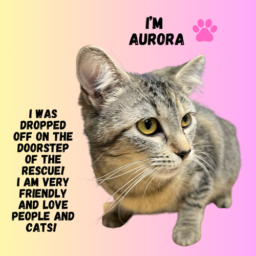 CAT-AURORA