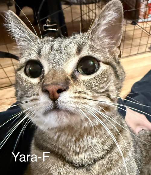 picture of the cat needing adoption