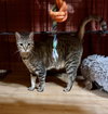 CAT-Yara - Photo 2