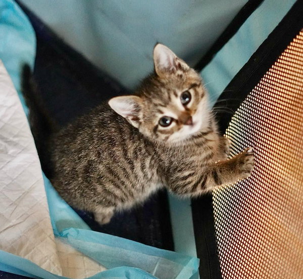 CAT-Yara
