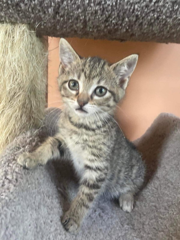 CAT - YARA