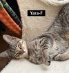 CAT-YARA