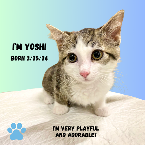 CAT-YOSHI