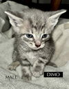 CAT-X4M-DIMO