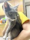 adoptable Cat in Gilberts, IL named CAT-GRAY