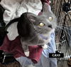 CAT-GRAY