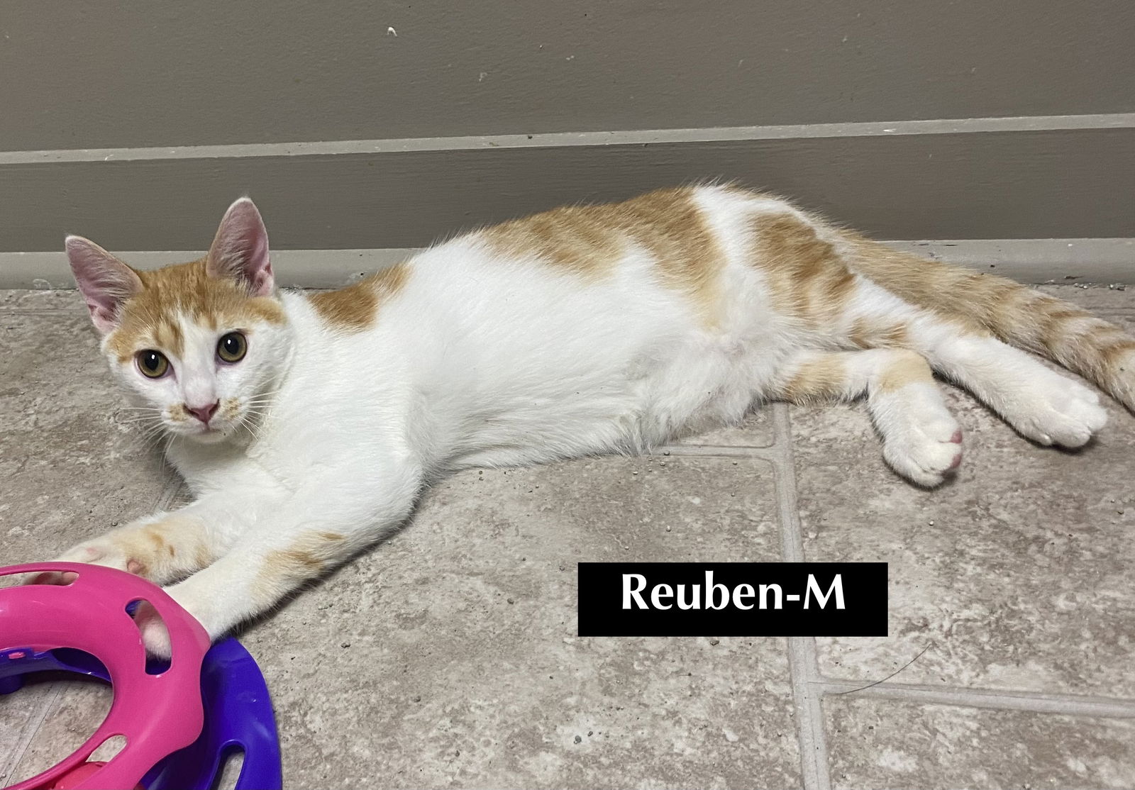 adoptable Cat in Gilberts, IL named CAT-B5M REUBEN