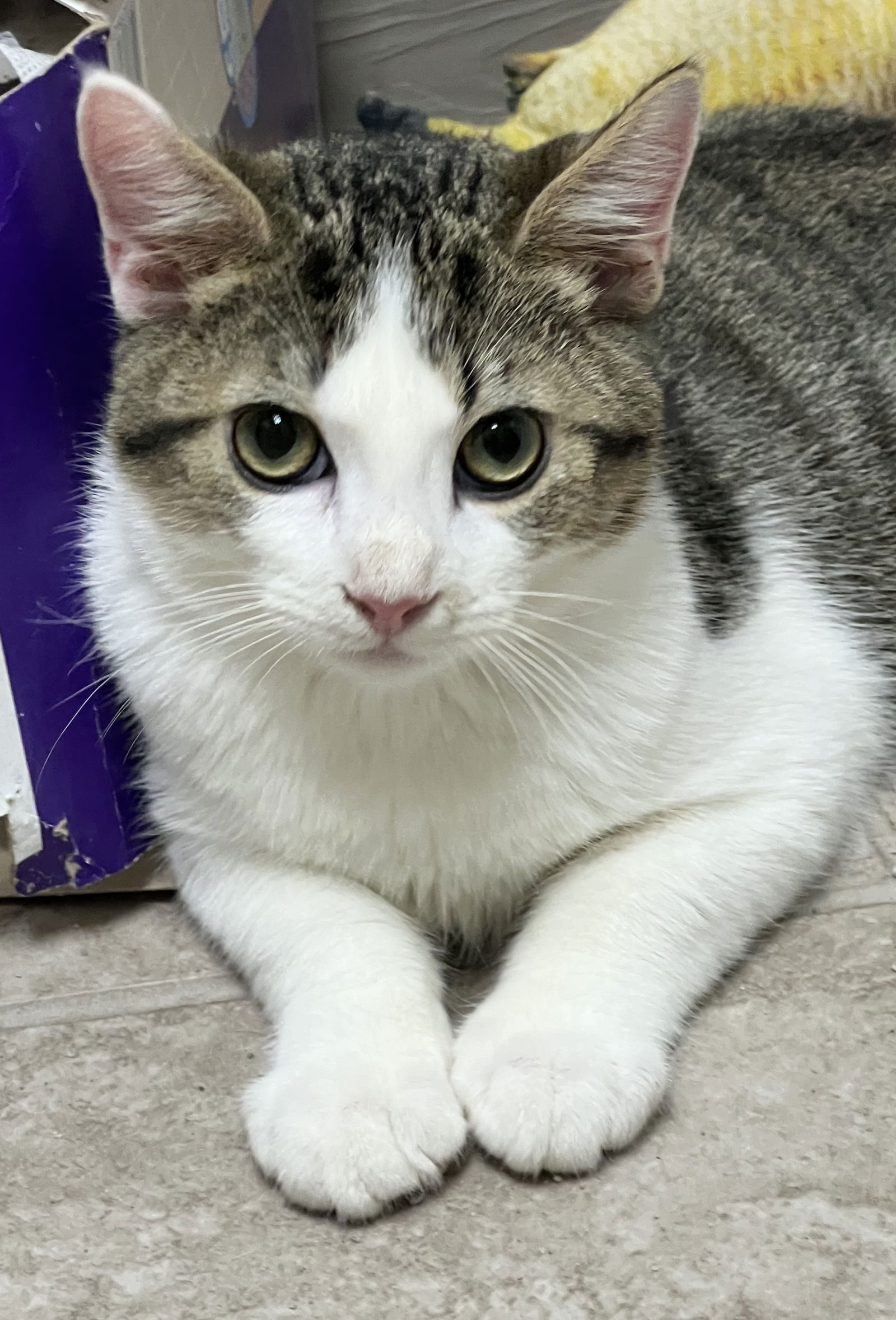 adoptable Cat in Gilberts, IL named CAT-B6F LILO