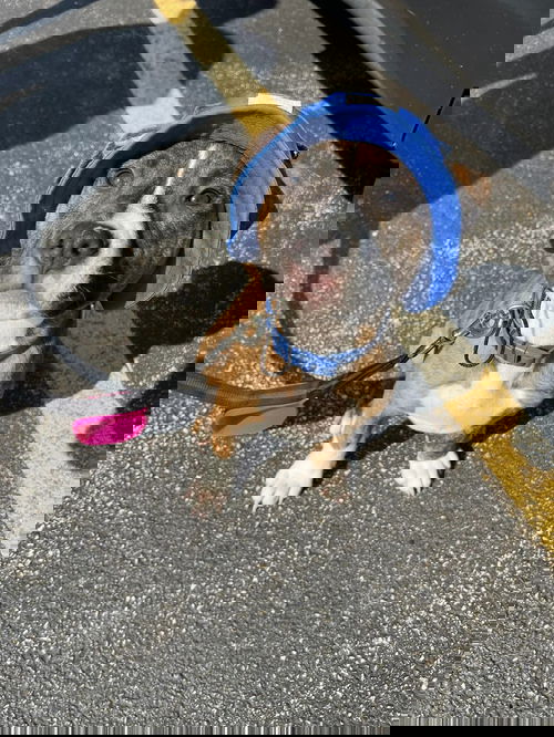 VICTOR