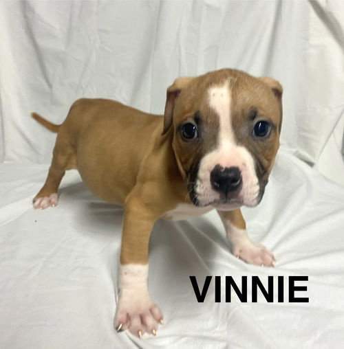 VINNIE
