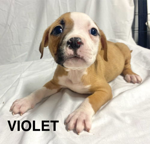 VIOLET